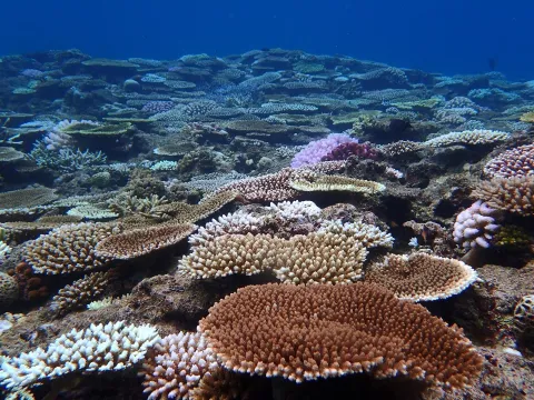 Coral reef